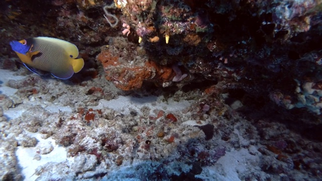 蓝脸神仙鱼- Pomacanthus xanthometopon游在珊瑚礁附近，印度洋，马尔代夫，视频素材