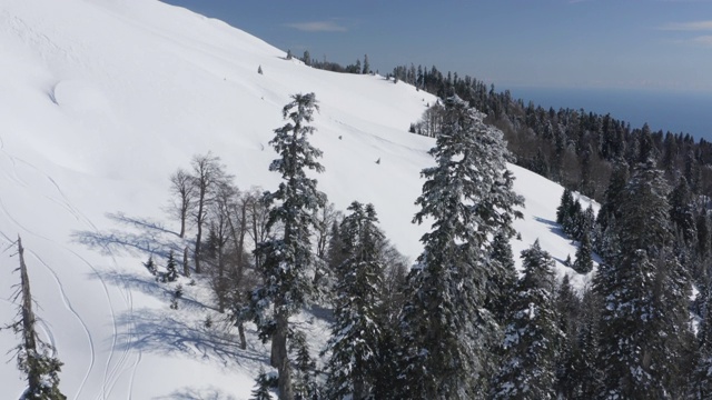 在两棵枞树之间飞回来。从上空无人机拍摄的冬季山地林地景观。鸟瞰图冬雪覆盖的针叶林。滑雪者在高地的雪坡上滑雪视频素材