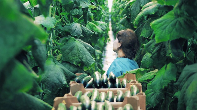 温室里的一位女士正穿过一排排的黄瓜植株视频素材