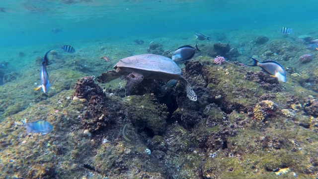 玳瑁海龟(Eretmochelys imbricata)在珊瑚礁上游泳和进食。视频素材