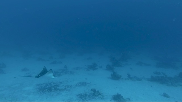 斑鹰鳐(Aetobatus narari)在海里游泳。视频素材