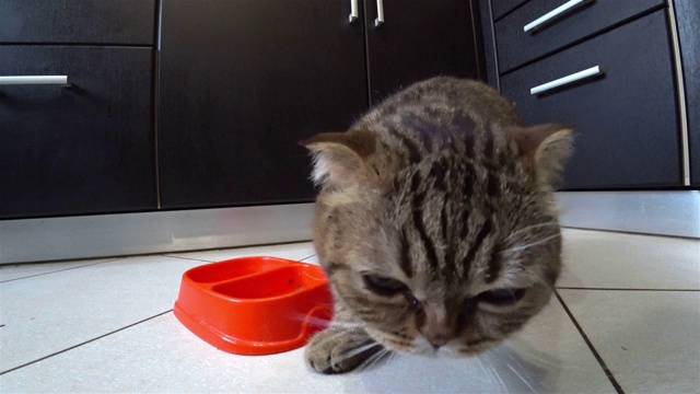 饥饿的苏格兰折叠猫在厨房吃食物。视频素材