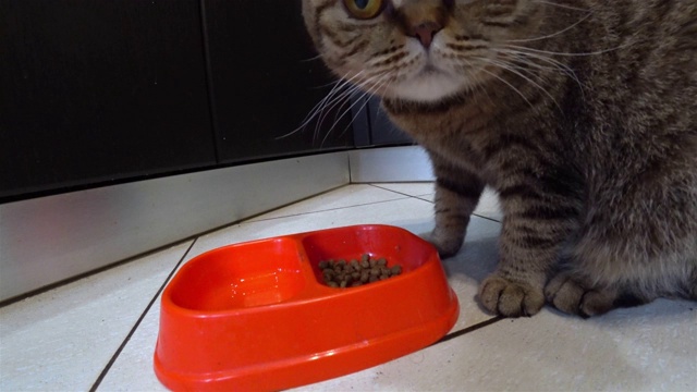 饥饿的苏格兰折叠猫在厨房吃食物。视频素材