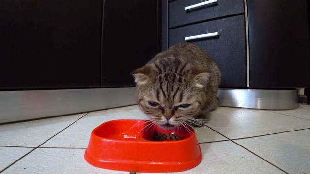 饥饿的苏格兰折叠猫在厨房吃食物。视频素材