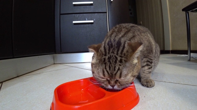 饥饿的苏格兰折叠猫在厨房吃食物。视频素材