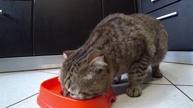 饥饿的苏格兰折叠猫在厨房吃食物。视频素材