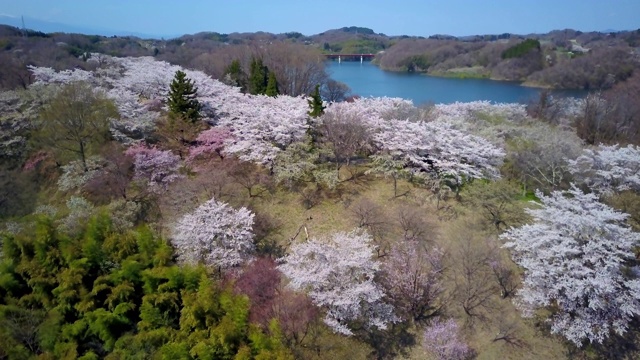 樱花与河，三春大坝，福岛县，日本视频素材