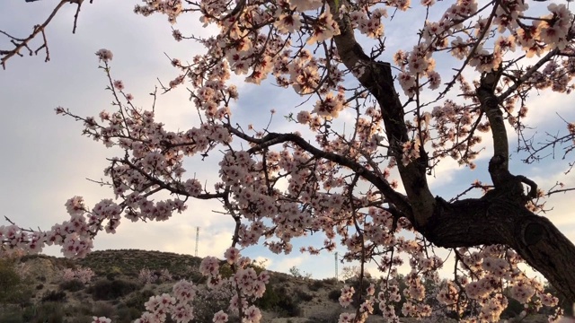 杏树开花视频素材