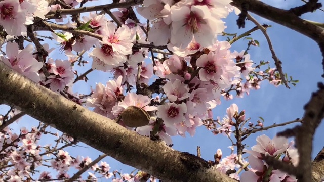 杏树开花视频素材