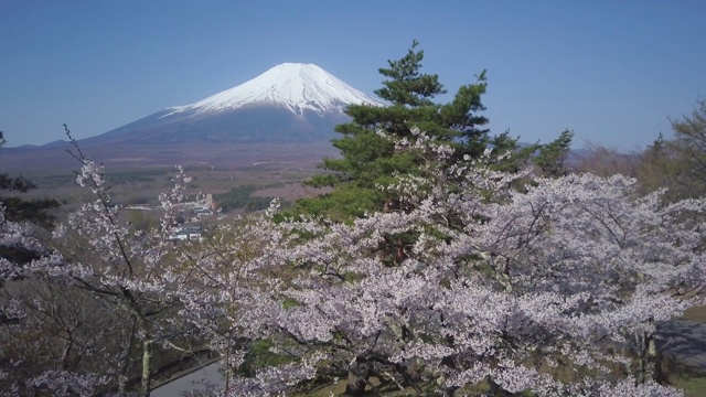 日本山梨县山中子的春天，富士山和樱花视频素材