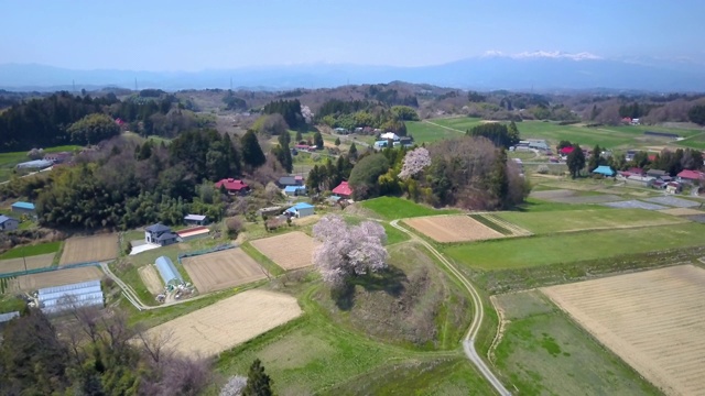 日本福岛县三春的樱花和田野视频素材