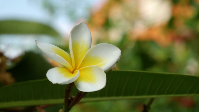 鸡蛋花plumeria花视频素材