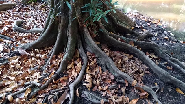 秋叶带湖视频素材