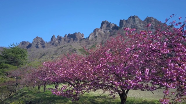 日本群马县，有山和樱花的WS景观视频素材