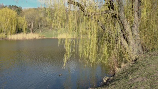 小池塘边垂柳盛开，春日阳光明媚，风和日丽视频素材