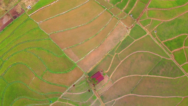 一架无人机俯瞰马来西亚沙巴州坦布南的稻田，上面是美丽的稻田梯田。4 k。视频素材