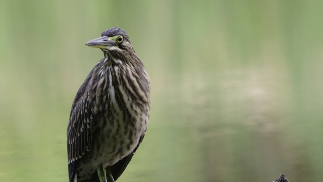 stried heron / Eomjeong-myeon, chungjusi, chungongbukdo，韩国视频素材