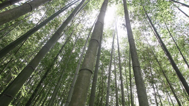 竹林/全罗南道顺天寺，韩国视频素材