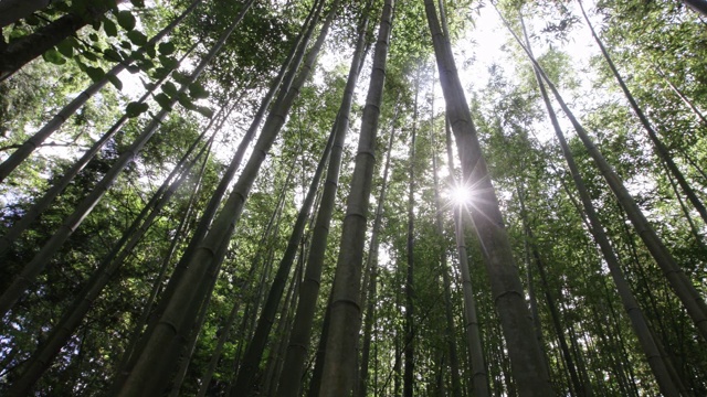 竹林/全罗南道顺天寺，韩国视频素材