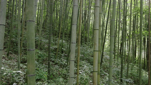 竹林/全罗南道顺天寺，韩国视频素材