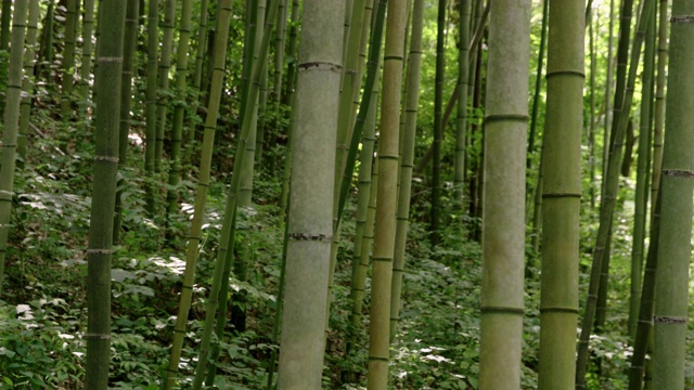 竹林/全罗南道顺天寺，韩国视频素材