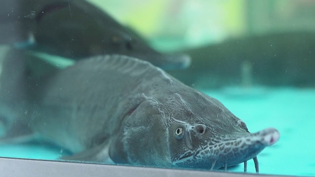 水族箱里的鲟鱼选择性聚焦视频素材