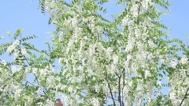 盛开的白色金合欢树在春天视频素材