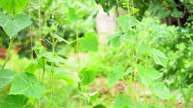 黄瓜的绿叶。种植有机蔬菜视频素材