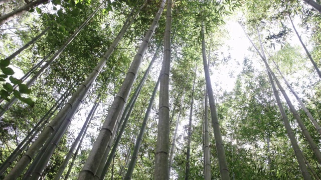 阳光照耀竹林/全罗南道顺天寺，韩国视频素材