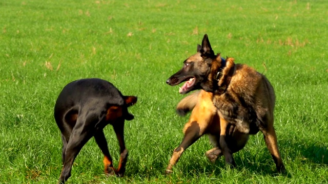 杜宾犬和比利时牧羊犬在绿地上玩耍视频素材