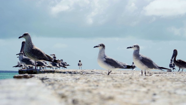 一群海鸥站在加勒比海海滩的码头上视频素材