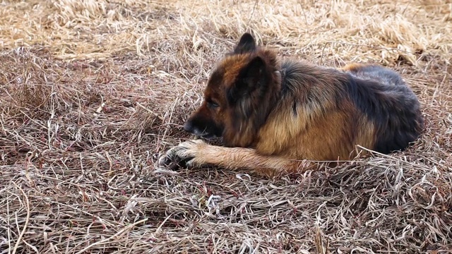 德国牧羊犬视频素材