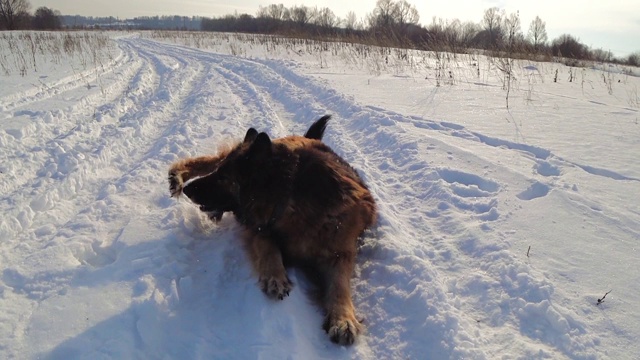 德国牧羊犬躺在雪地上视频素材