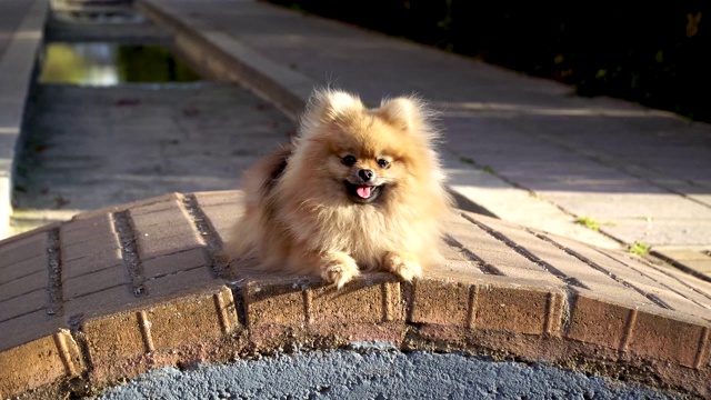 博美犬躺在阳光下晒太阳。打哈欠视频素材