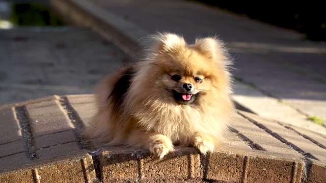 博美犬躺在阳光下晒太阳视频素材