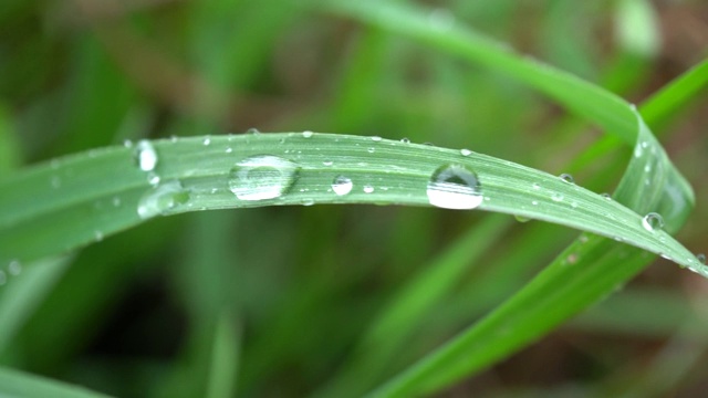 下雨天，水滴在树叶上滚动视频素材