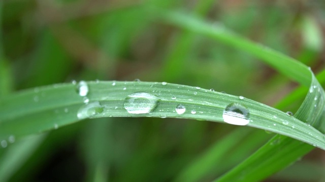 下雨天，水滴在树叶上滚动视频素材