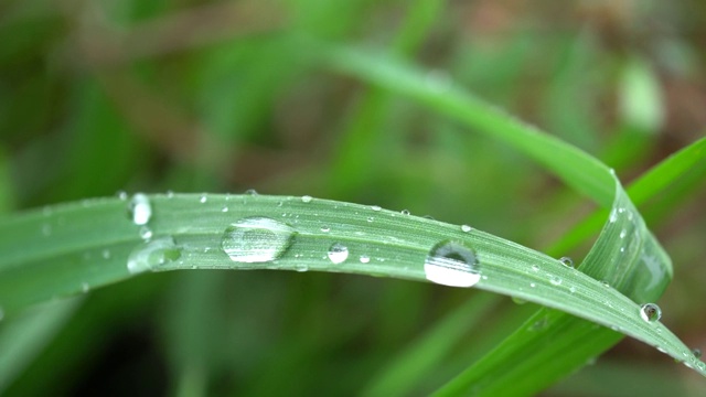 下雨天，水滴在树叶上滚动视频素材