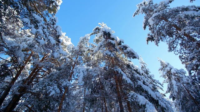 冰雪森林里的冬日景观视频素材