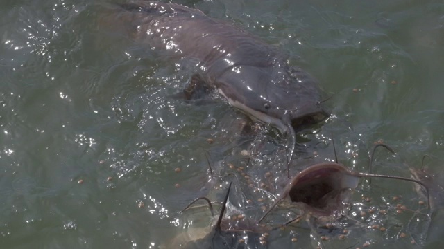 鲶鱼从浑浊的池塘水面觅食视频素材