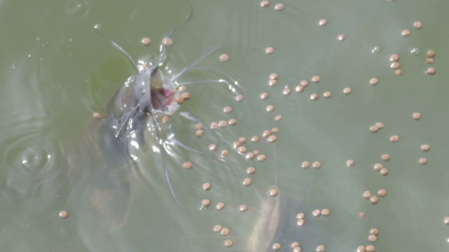 鲶鱼从浑浊的池塘水面觅食视频素材