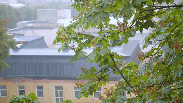 潮湿的栗树在下雨的天气与建筑物背景在城市街道在夏季白天视频素材