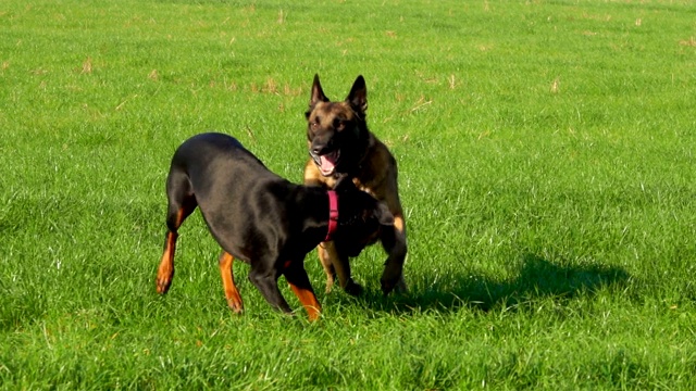 杜宾犬和比利时马利诺牧羊犬正在绿色的田野上奔跑视频素材