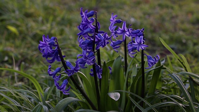 移到蓝风信子花的林地视频素材