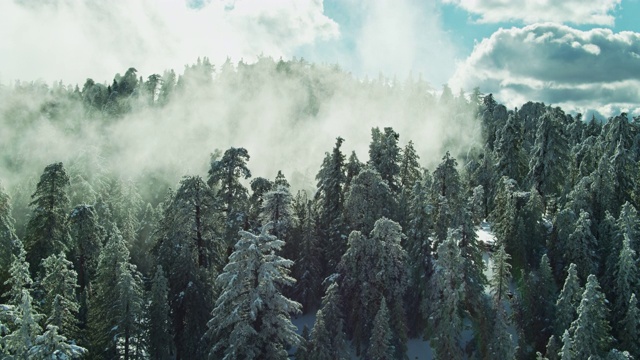 雾池在树隙之间的雪覆盖森林-空中视频素材