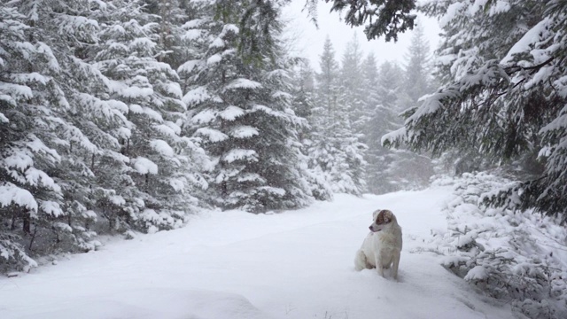 狗喜欢冬天森林里的新雪视频素材