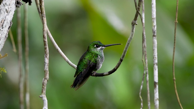 女性Violet-headed Humminbird视频素材