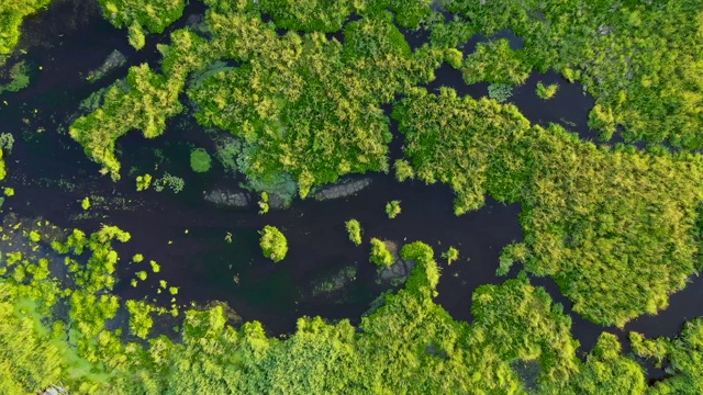 镜头聚焦在高沼地，绿色的沼泽和水点，美丽的湖泊在芦苇之间视频素材