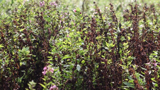 在阳光明媚的日子里，紫罗兰薰衣草花在田野里的特写图像。视频素材