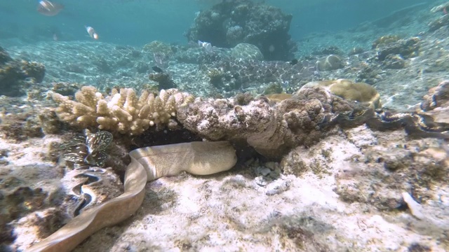 在新喀里多尼亚松树岛的天然游泳池泻湖的水下镜头。游客们在清澈的蓝色海水中浮潜。法语叫“鱼”。视频素材